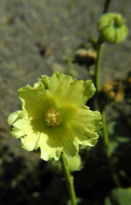 Tuerkische Stockrose Bluete hellgelb Althaea hohenackeri 10