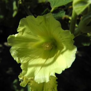 Tuerkische Stockrose Bluete hellgelb Althaea hohenackeri 13