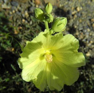 Tuerkische Stockrose Bluete hellgelb Althaea hohenackeri 14