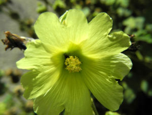 Tuerkische Stockrose Bluete hellgelb Althaea hohenackeri 16