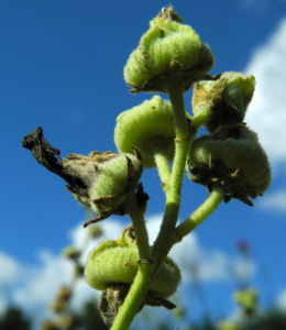Tuerkische Stockrose Samenkapsel Althaea hohenackeri 01
