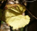 Zurück zum kompletten Bilderset Ufer Rebe Wein Blatt Frucht blauschwarz - Vitis riparia