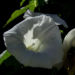 Zurück zum kompletten Bilderset Echte Zaunwinde Blüte weiß Calystegia sepium