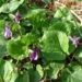 Zurück zum kompletten Bilderset Wohlriechendes Veilchen Blüte lila Viola odorata