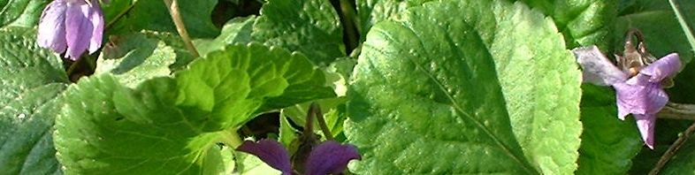 Anklicken um das ganze Bild zu sehen  Wohlriechendes Veilchen Blüte lila Viola odorata