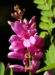Zurück zum kompletten Bilderset Verschiedenblütiger Indigostrauch Blüte pink Indigofera heterantha