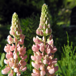 Vielblaettrige Lupine Bluete rose Lupinus polyphyllus 01