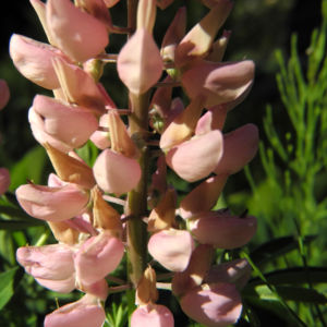 Vielblaettrige Lupine Bluete rose Lupinus polyphyllus 02