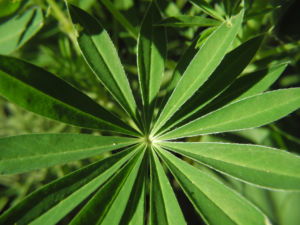 Vielblaettrige Lupine Bluete rose Lupinus polyphyllus 03
