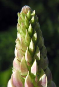Vielblaettrige Lupine Bluete rose Lupinus polyphyllus 06