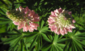 Vielblaettrige Lupine Bluete rose Lupinus polyphyllus 07