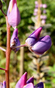 Vielblaettrige Lupinie Blatt gruen Bluete lila Lupinus polyphyllus 03