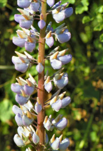 Vielblaettrige Lupinie Blatt gruen Bluete lila Lupinus polyphyllus 04