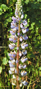 Vielblaettrige Lupinie Blatt gruen Bluete lila Lupinus polyphyllus 09