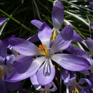 Violetter Safran Crocus neapolitanus 01