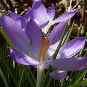 Violetter Safran Crocus neapolitanus 02