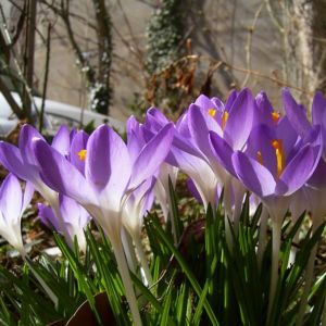 Violetter Safran Crocus neapolitanus 03