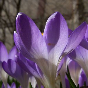 Violetter Safran Crocus neapolitanus 04