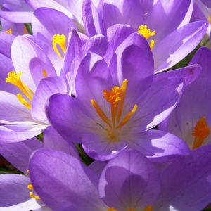 Violetter Safran Crocus neapolitanus 05