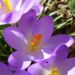 Zurück zum kompletten Bilderset Frühlings-Krokus Blüte helllila Crocus albiflorus subsp. neapolitanus