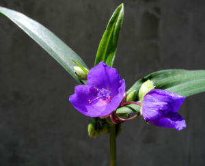 Virginia Dreimasterblume Bluete blau lila Tradescantia virginiana 14