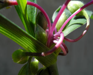 Virginia Dreimasterblume Bluete blau lila Tradescantia virginiana 16