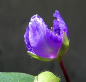 Virginia Dreimasterblume Bluete blau lila Tradescantia virginiana 18