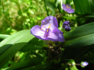 Virginia Dreimasterblume Bluete blau lila Tradescantia virginiana 20