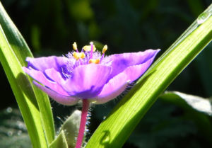 Virginia Dreimasterblume Bluete lila Tradescantia virginiana 01