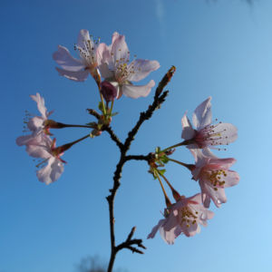 Vogel Kirsche Bluete weiss Prunus avium 01