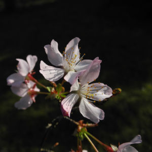 Vogel Kirsche Bluete weiss Prunus avium 05