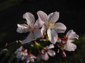 Vogel Kirsche Bluete weiss Prunus avium 06