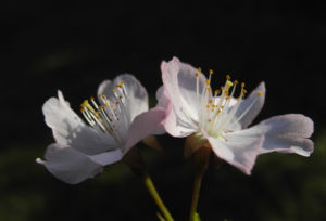 Vogel Kirsche Bluete weiss Prunus avium 07