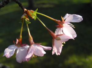 Vogel Kirsche Bluete weiss Prunus avium 08