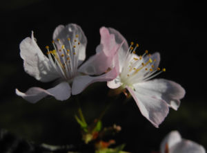 Vogel Kirsche Bluete weiss Prunus avium 09