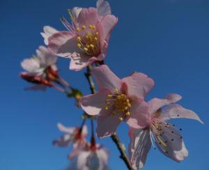 Vogel Kirsche Bluete weiss Prunus avium 11
