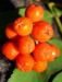 Zurück zum kompletten Bilderset Eberesche Baum Frucht orange rot Sorbus aucuparia