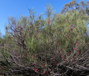 Vogelschnabel Hakea Blatt gruen Hakea orthorrhyncha 611 2