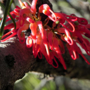 Vogelschnabel Hakea Bluete rot Hakea orthorrhyncha 6110