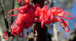 Bild:  Vogelschnabel Hakea Blüte rot Blatt grün Hakea orthorrhyncha