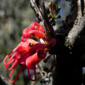 Vogelschnabel Hakea Bluete rot Hakea orthorrhyncha 611 2