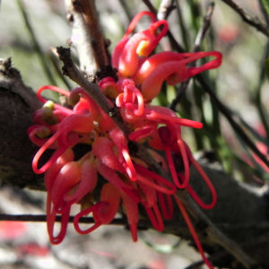 Vogelschnabel Hakea Bluete rot Hakea orthorrhyncha 611 4