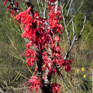 Vogelschnabel Hakea Bluete rot Hakea orthorrhyncha 611 5