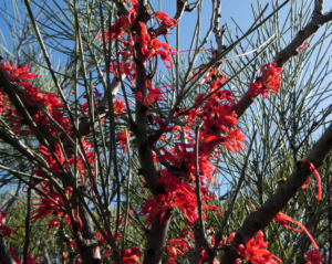 Vogelschnabel Hakea Bluete rot Hakea orthorrhyncha 611 7