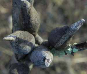 Vogelschnabel Hakea Frucht Schote grau Hakea orthorrhyncha 611 1