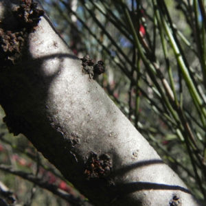 Vogelschnabel Hakea Rinde grau Hakea orthorrhyncha 611 6