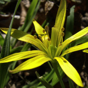 Wald Goldstern Gagea lutea 02