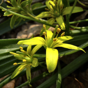 Wald Goldstern Gagea lutea 04