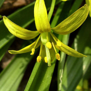 Wald Goldstern Gagea lutea 08