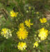 Zurück zum kompletten Bilderset Wald-Habichtskraut Blüte gelb Hieracium sylvestris